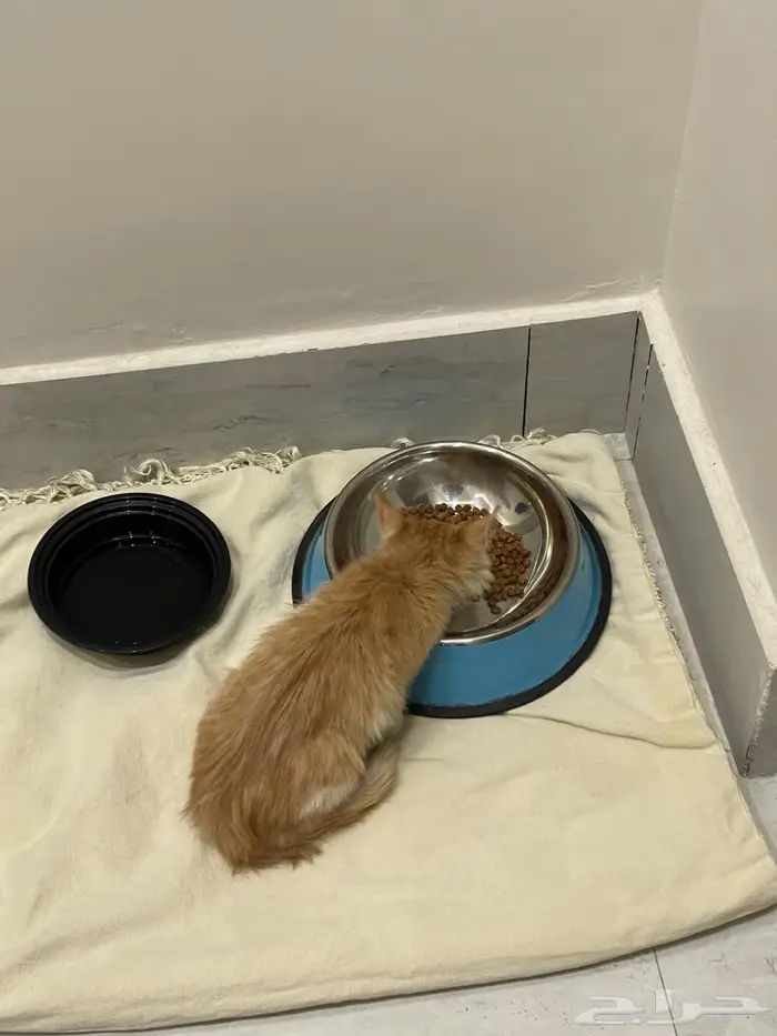 ليلى (قطة للتبني) Laila (Cat for adoption) 13