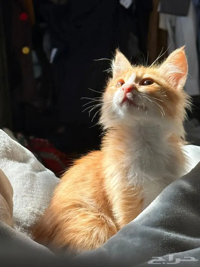 ليلى (قطة للتبني) Laila (Cat for adoption) 14