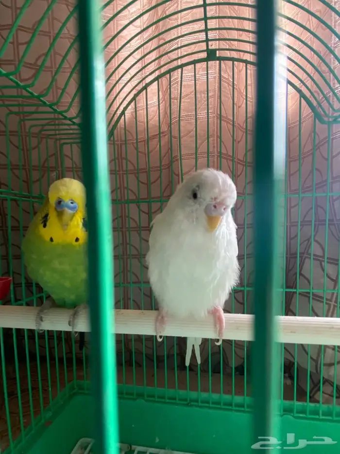 زوج طيور حب 4