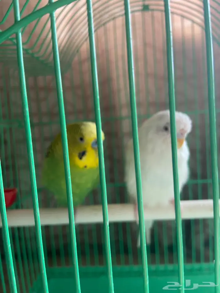 زوج طيور حب 1