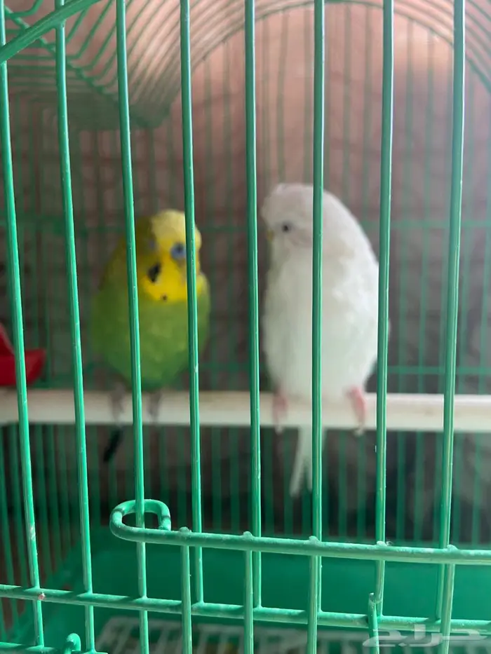 زوج طيور حب 0