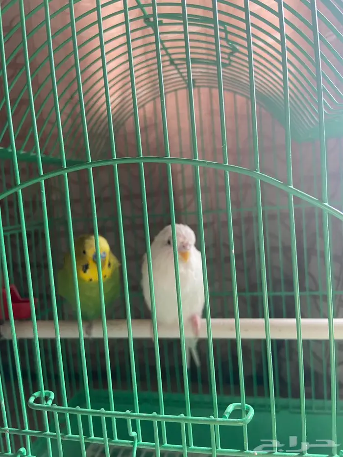 زوج طيور حب 2