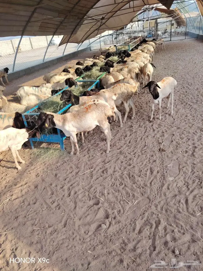 برابر صومالية للبيع جملة 1