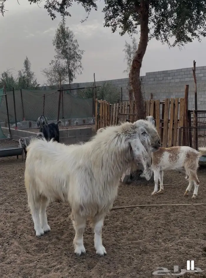 تيس فحل مشروك مصري اجم 2