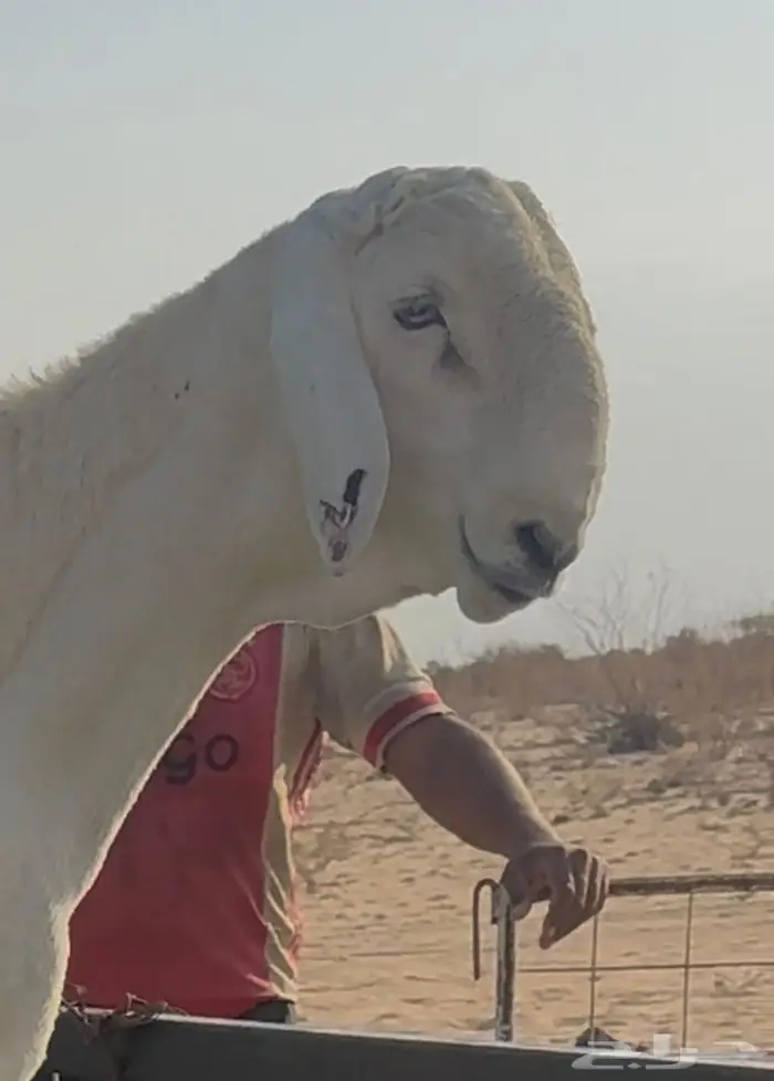 للبيع مشروع فحل حري صنف الصنف 3