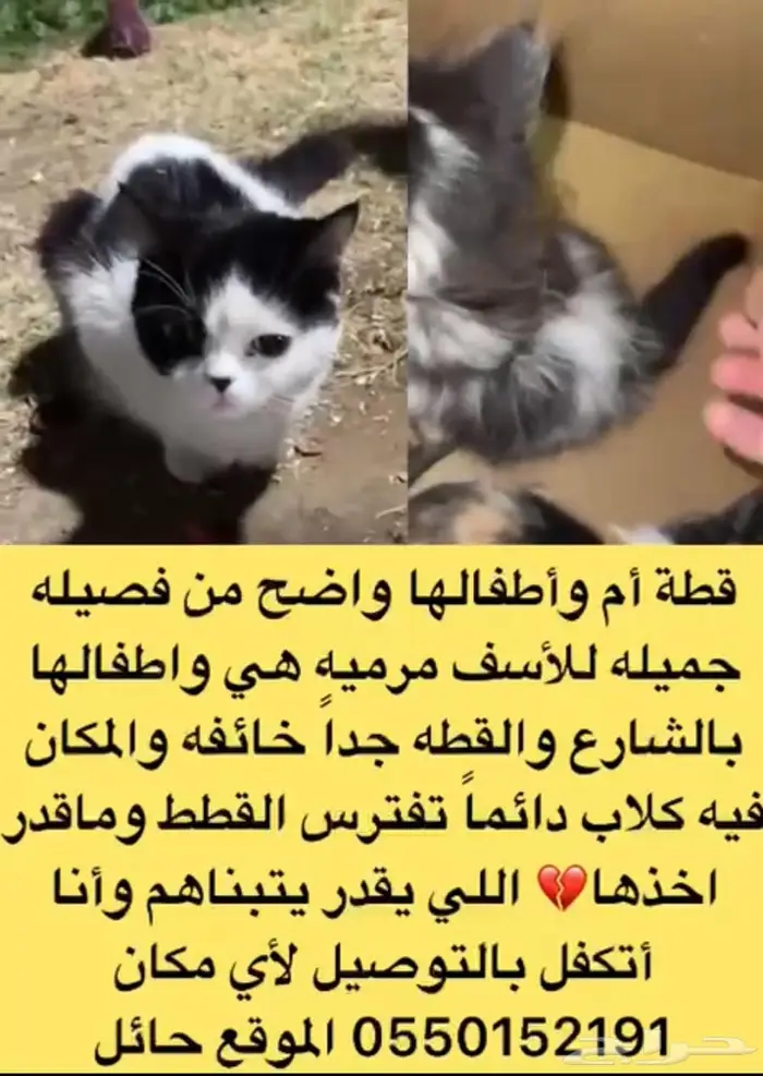 قطه ام واطفالها للتبني 0