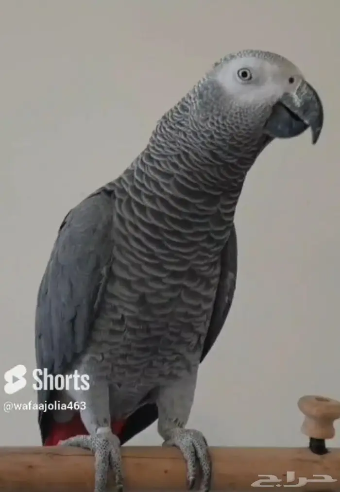 كاسكو افريقي 0