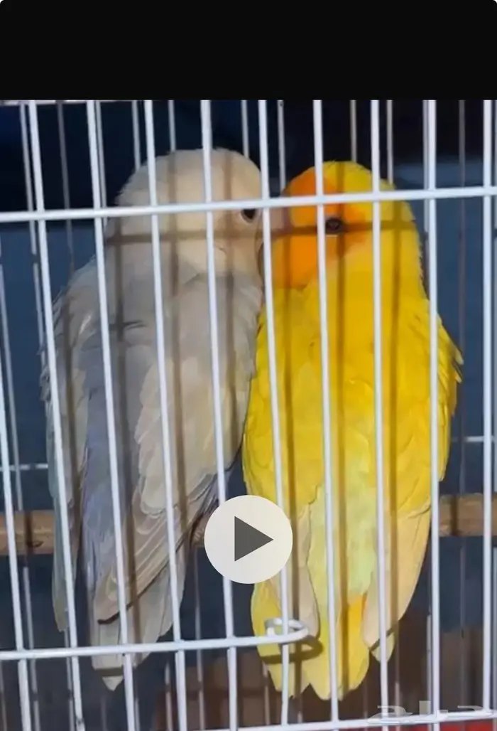 روز و كناري على 150 ريال للحبة 0