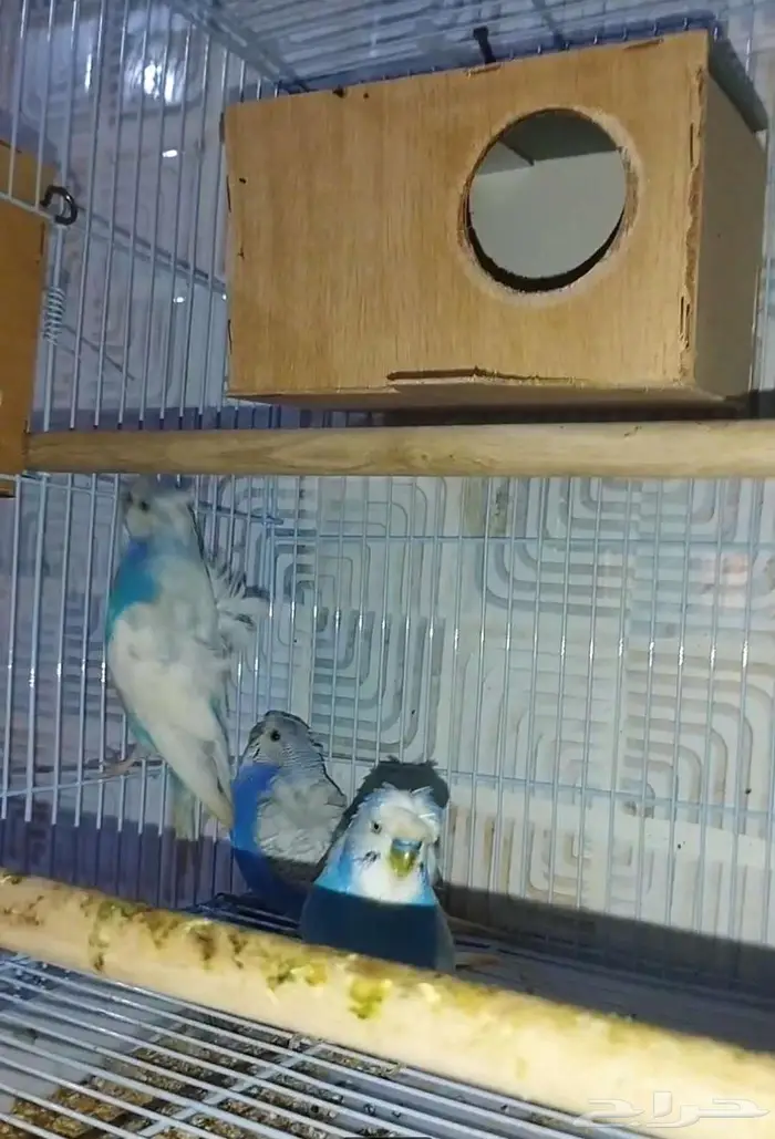 جوزين بادجي هوقن وذكر انجليزي منتجه شرط 15