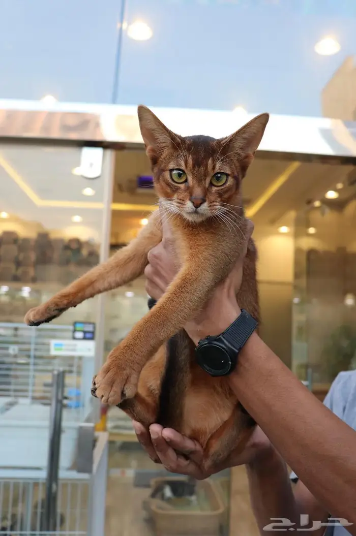قط Abyssinian النادر 0