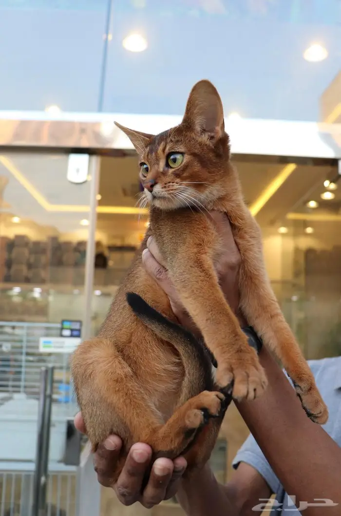 قط Abyssinian النادر 3