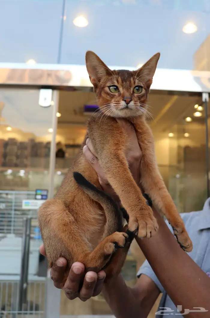 قط Abyssinian النادر 1