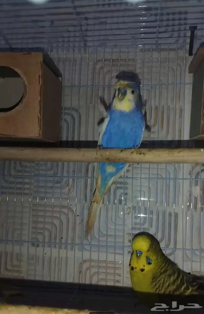 جوزين بادجي هوقن وذكر انجليزي منتجه شرط 12