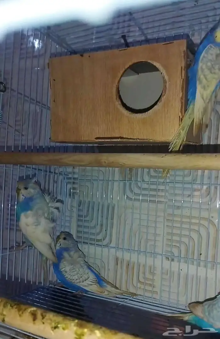 جوزين بادجي هوقن وذكر انجليزي منتجه شرط 14