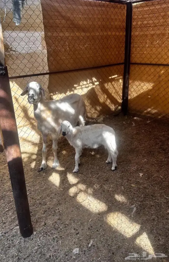 نعجه عليها خروف بشق 2