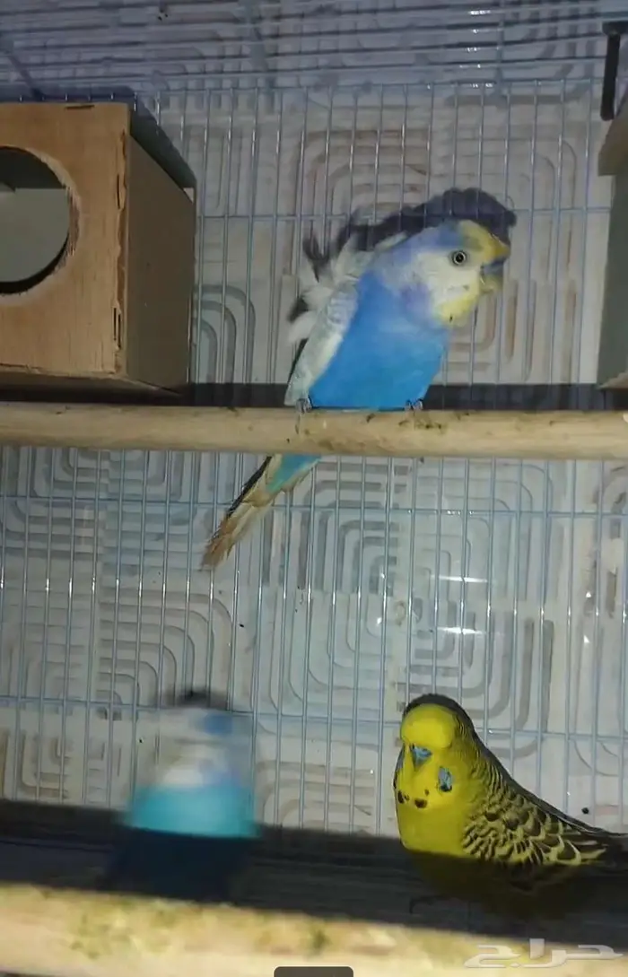 جوزين بادجي هوقن وذكر انجليزي منتجه شرط 0