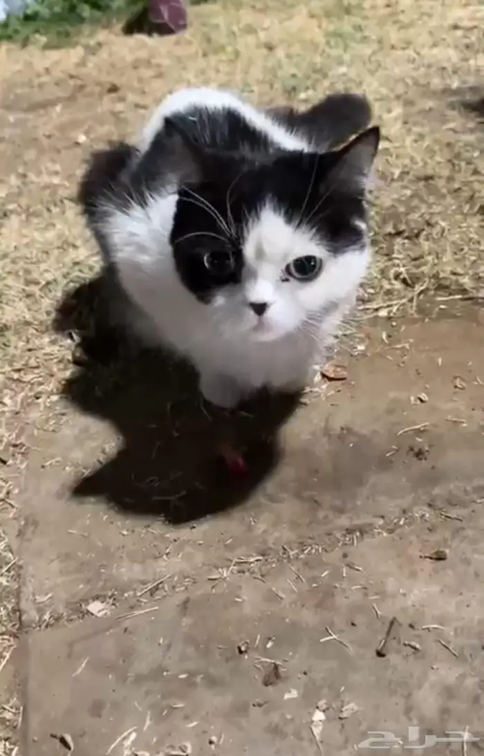 قطه ام واطفالها للتبني 2