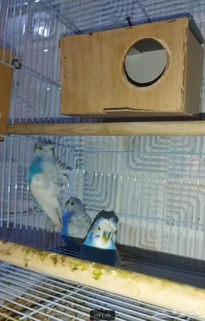 جوزين بادجي هوقن وذكر انجليزي منتجه شرط 9