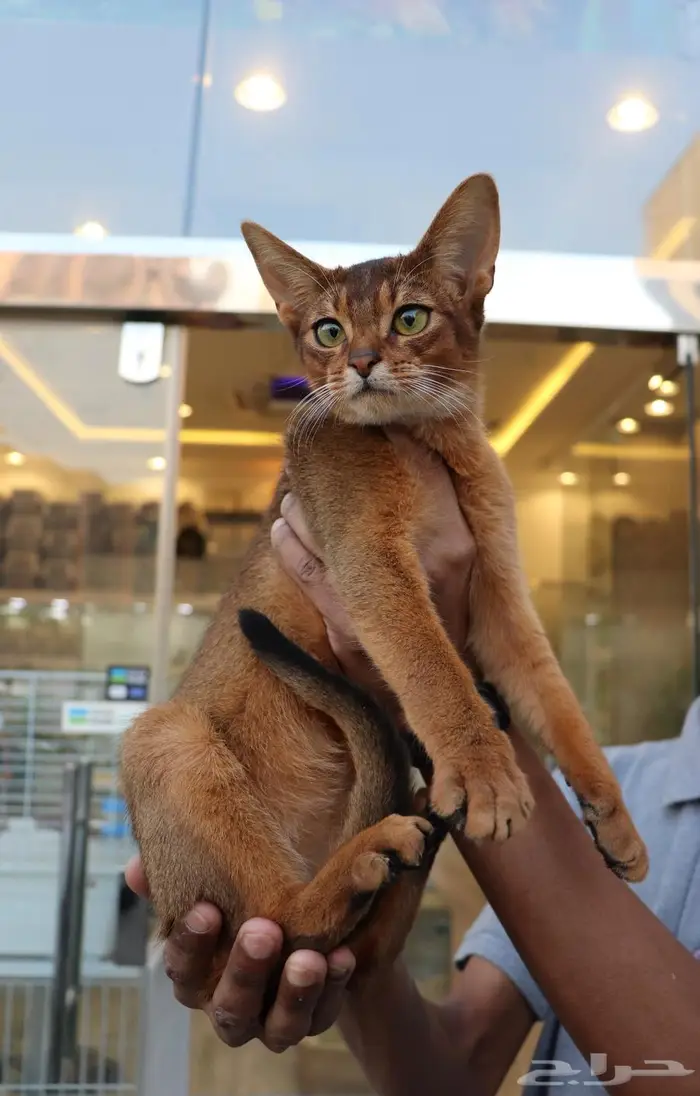 قط Abyssinian النادر 2