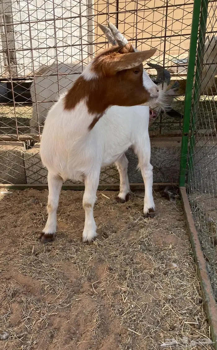 جفره وتيس العمره 9 شهور 1