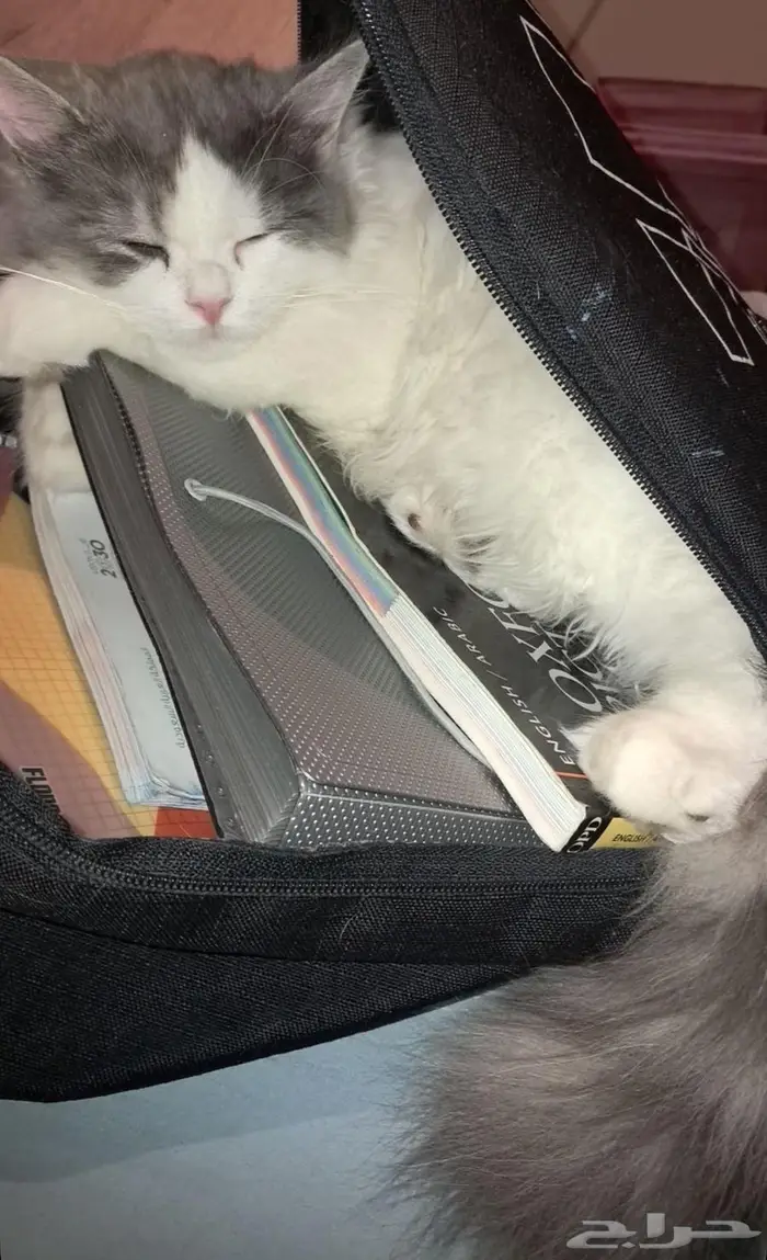 قط شيرازي للبيع 1