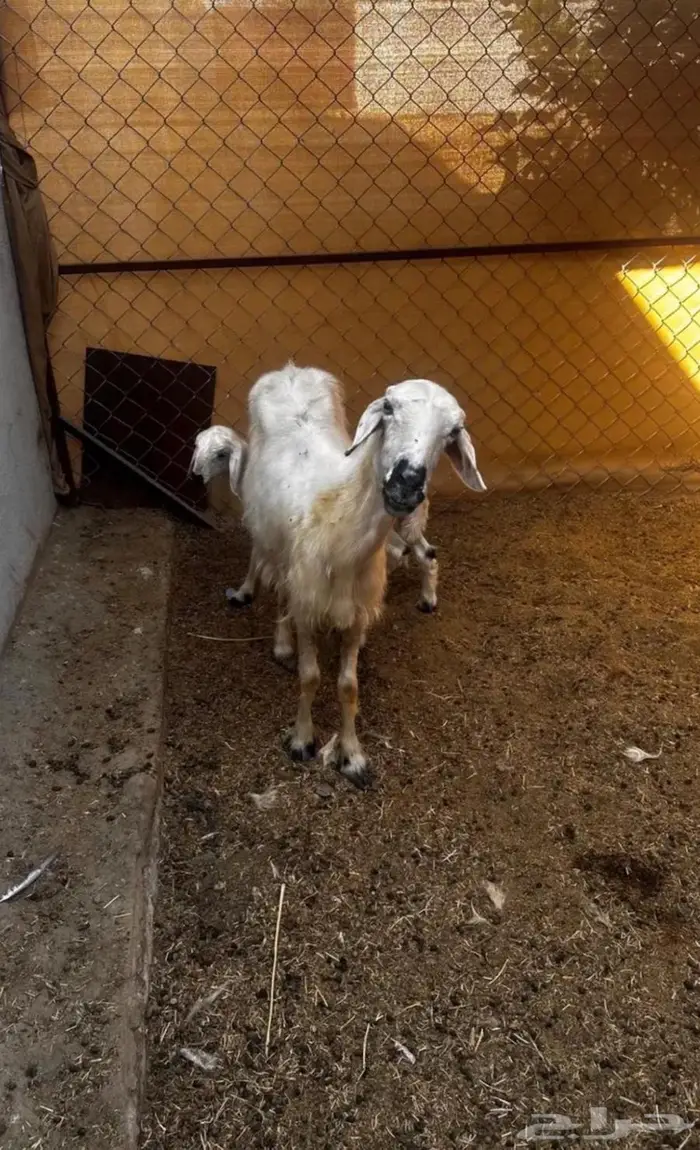 نعجه عليها خروف بشق 3