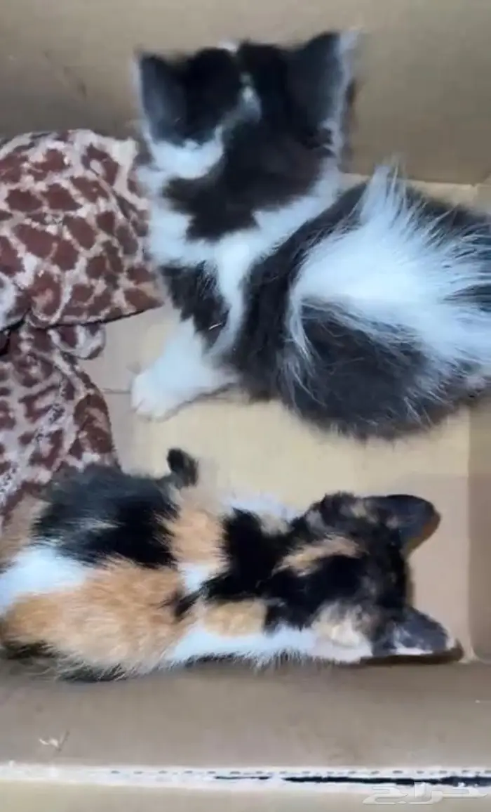 قطه ام واطفالها للتبني 1