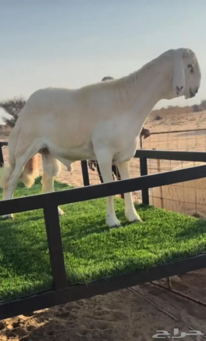 للبيع مشروع فحل حري صنف الصنف 2