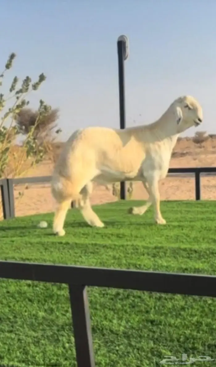 للبيع مشروع فحل حري صنف الصنف 0