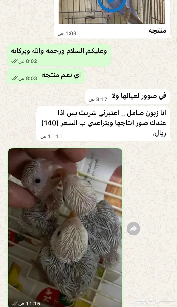 انثى روز جاهزه للانتاج(تم البيع) 2