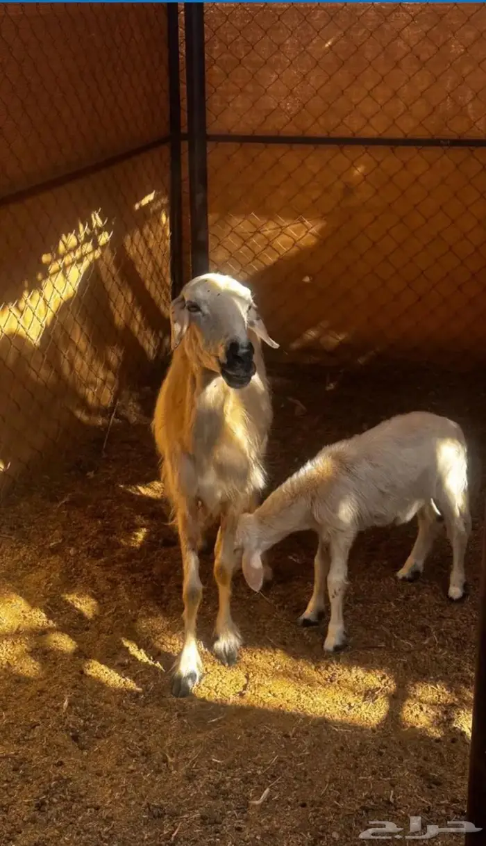 نعجه عليها خروف بشق 1