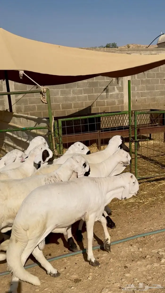 سواكن مرابي 3 شهور شحم ونظافة. 3