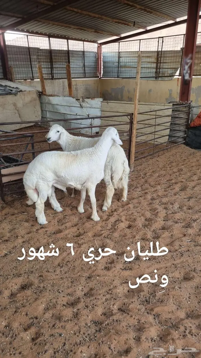 ذبايح..مع الذبح والتوصيل 0