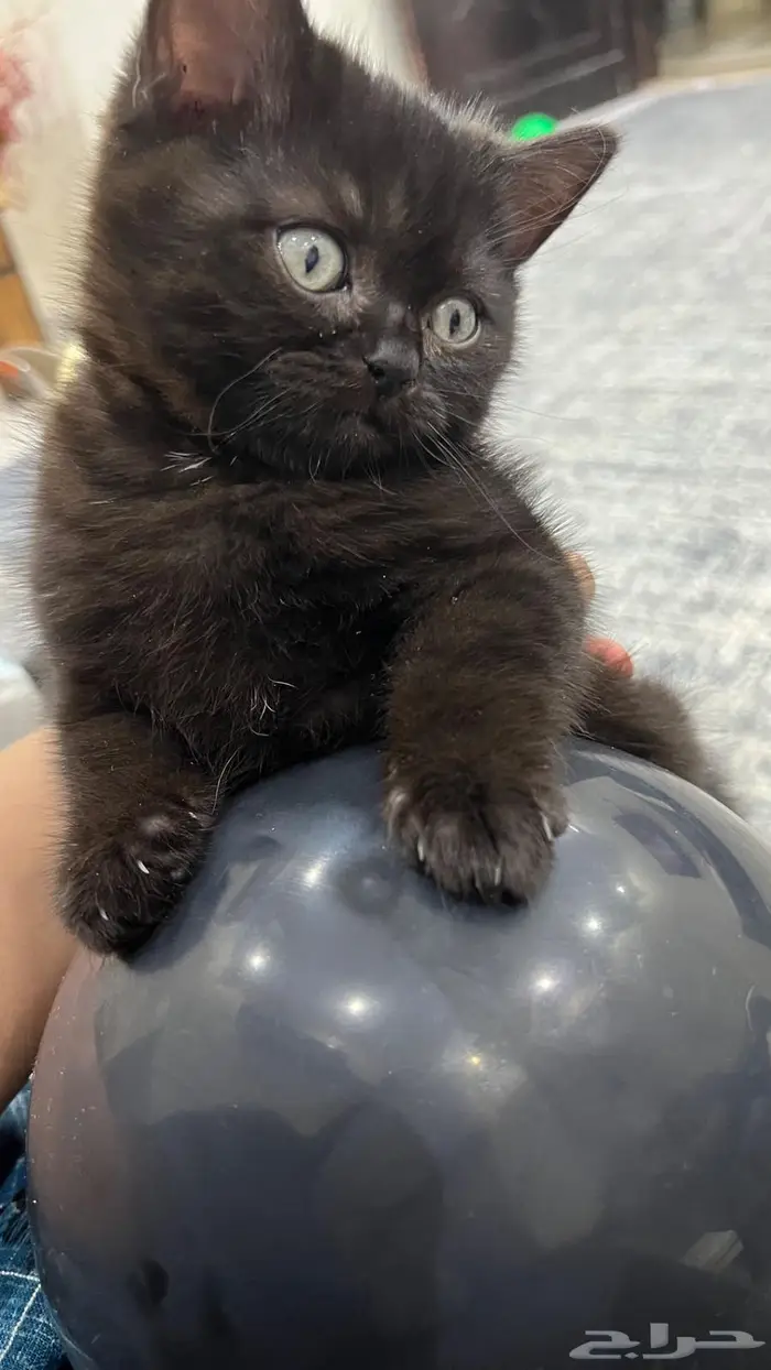 اسكوتش ستريت ذكر وانث لون نادر 3