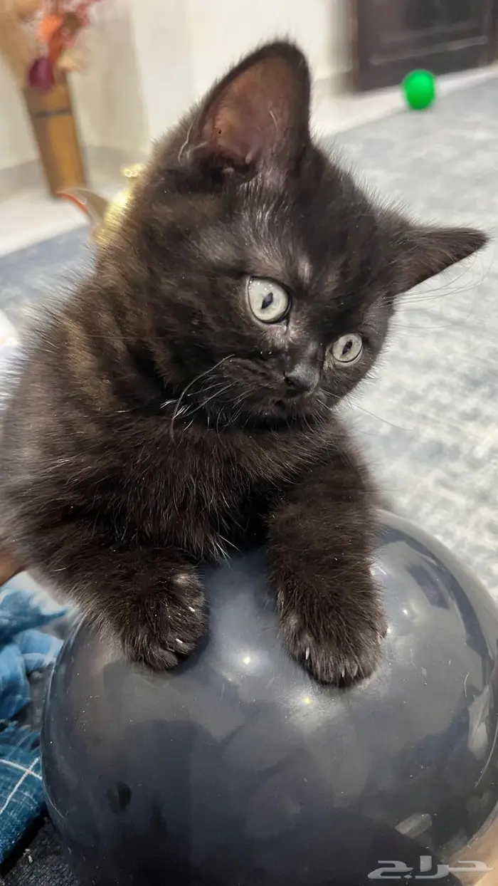 اسكوتش ستريت ذكر وانث لون نادر 4