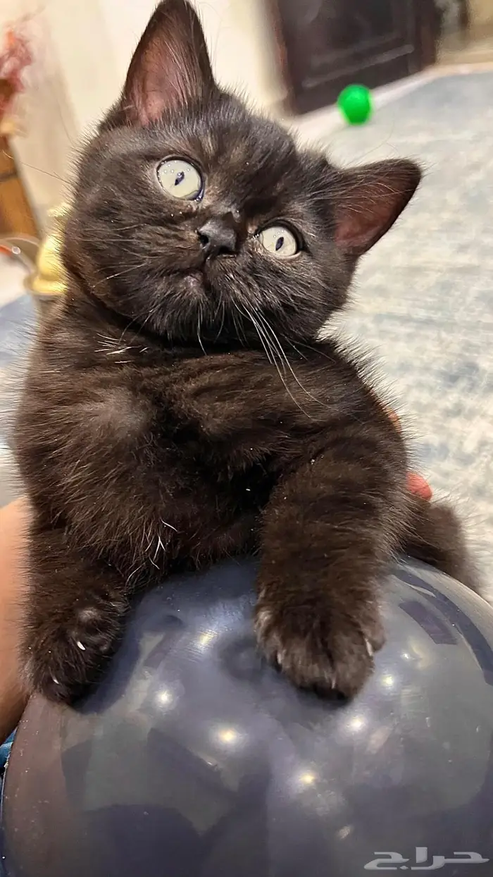 اسكوتش ستريت ذكر وانث لون نادر 2