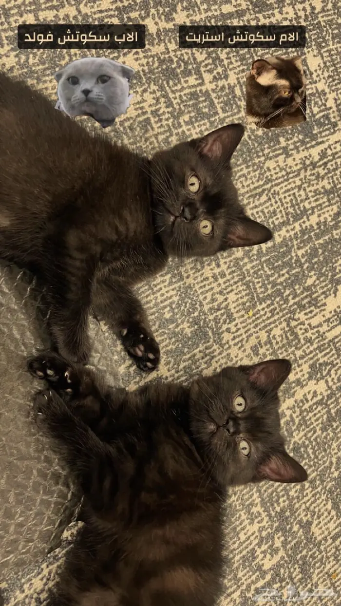 اسكوتش ستريت ذكر وانث لون نادر 0