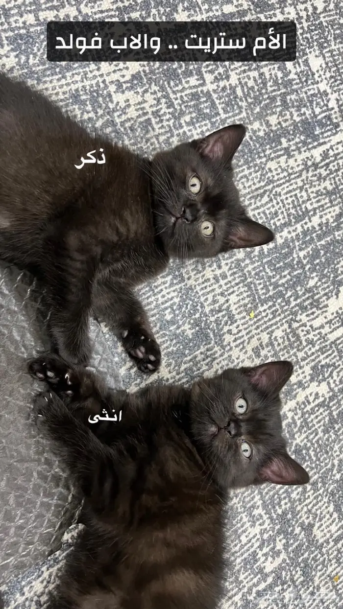 اسكوتش ستريت ذكر وانث لون نادر 1