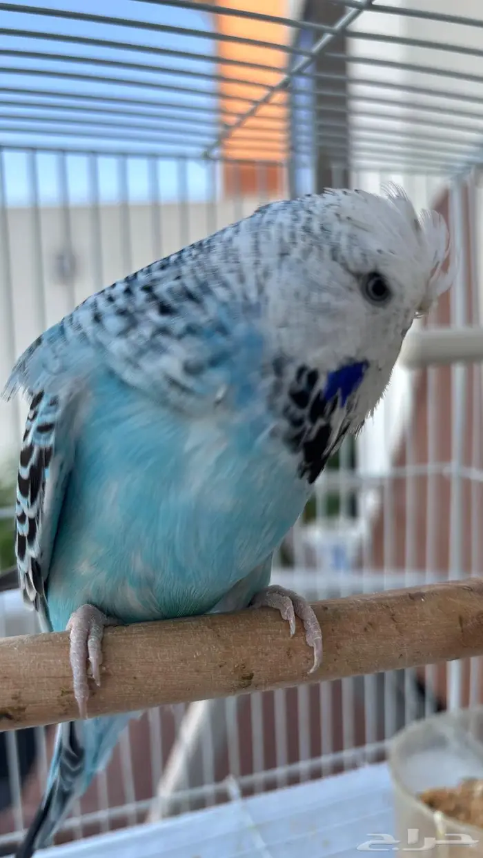 بادجي انقليزي 1