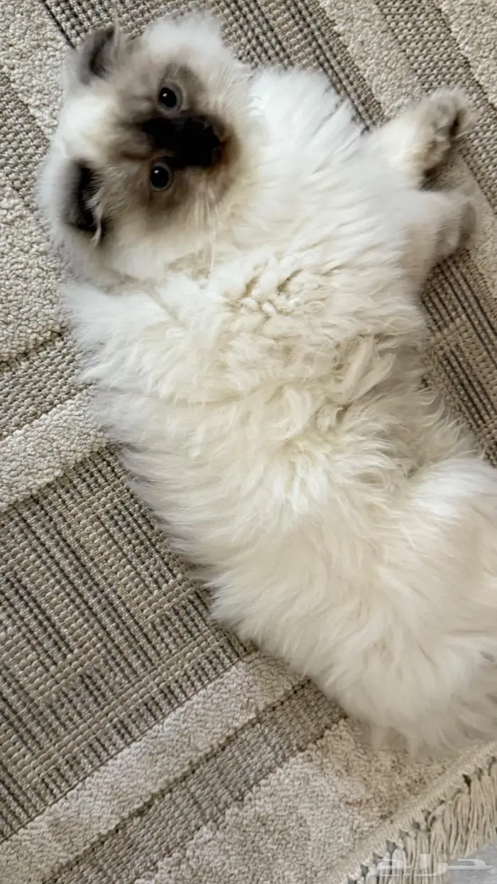 قط ذكر طالب تزواج للتبني 2