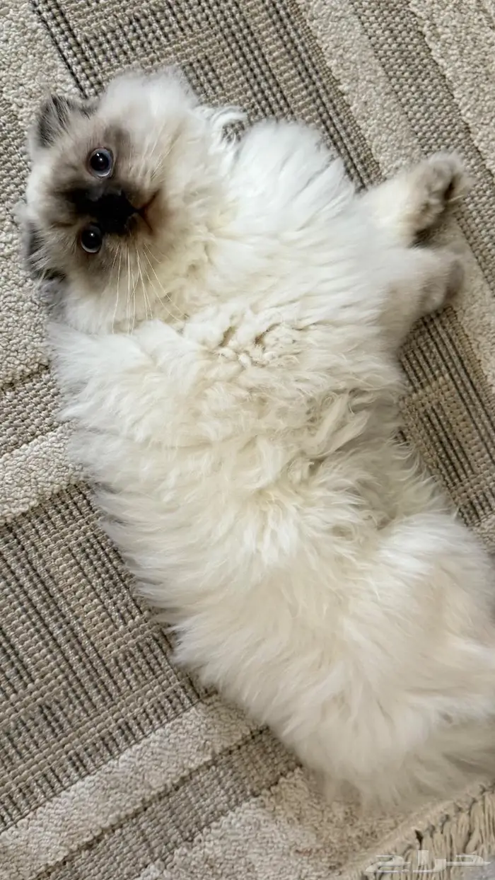 قط ذكر طالب تزواج للتبني 3