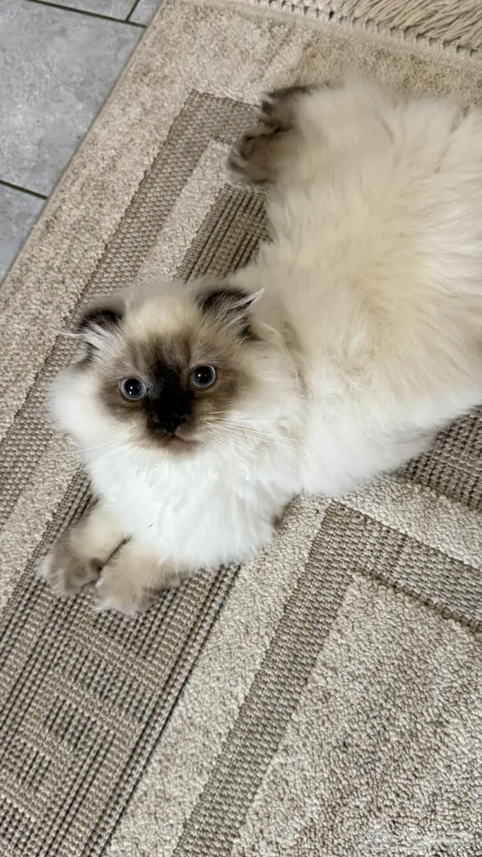 قط ذكر طالب تزواج للتبني 0