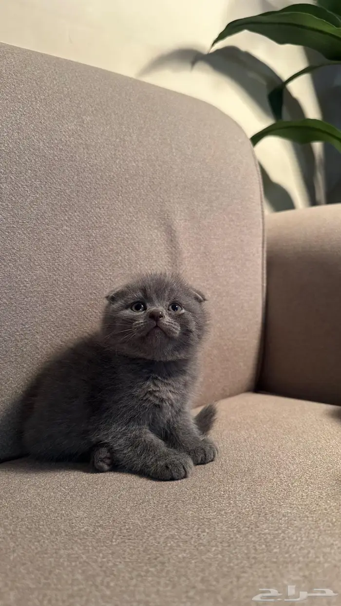 قط سكوتش فولد للبيع 1