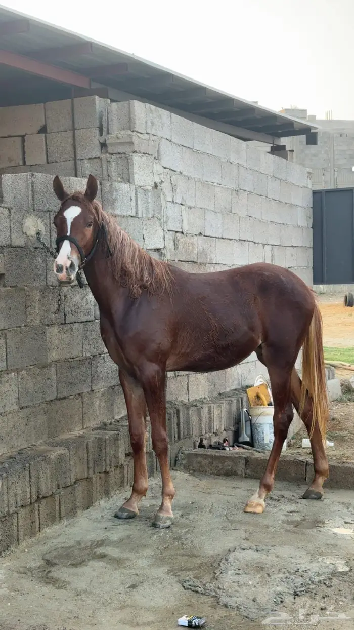 مهره شقراء العمر سنه تمتلك راس جميل لعوبه وشوال وشخره 1