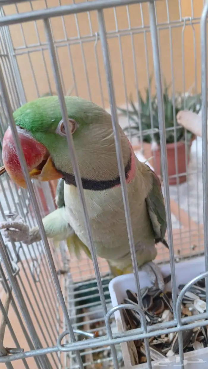 ببغاء نيبالي أليف 1