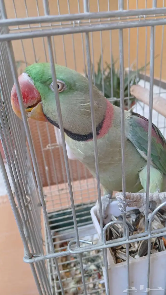 ببغاء نيبالي أليف 5