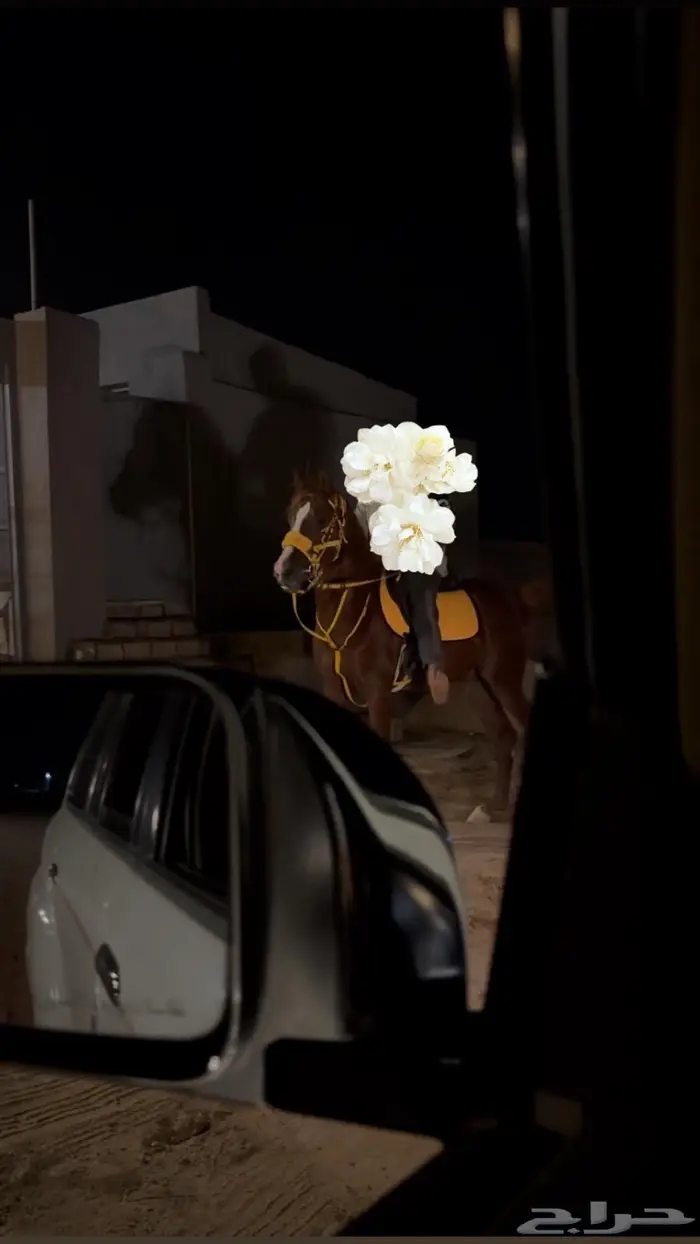 طقم سرج اصفر لركوب لباده و لجام وصدريه جديدات 0