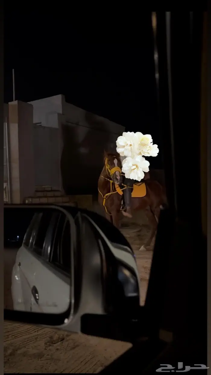 طقم سرج اصفر لركوب لباده و لجام وصدريه جديدات 1