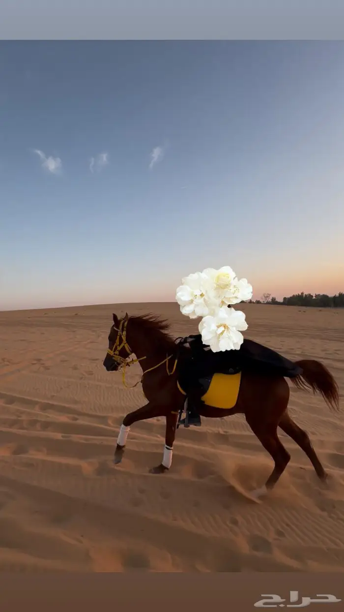 طقم سرج اصفر لركوب لباده و لجام وصدريه جديدات 2