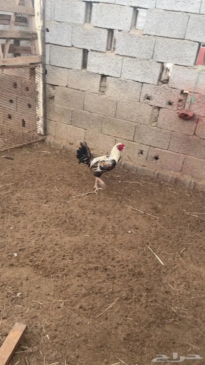 دجاج بلدي وديوك مهجنة 7